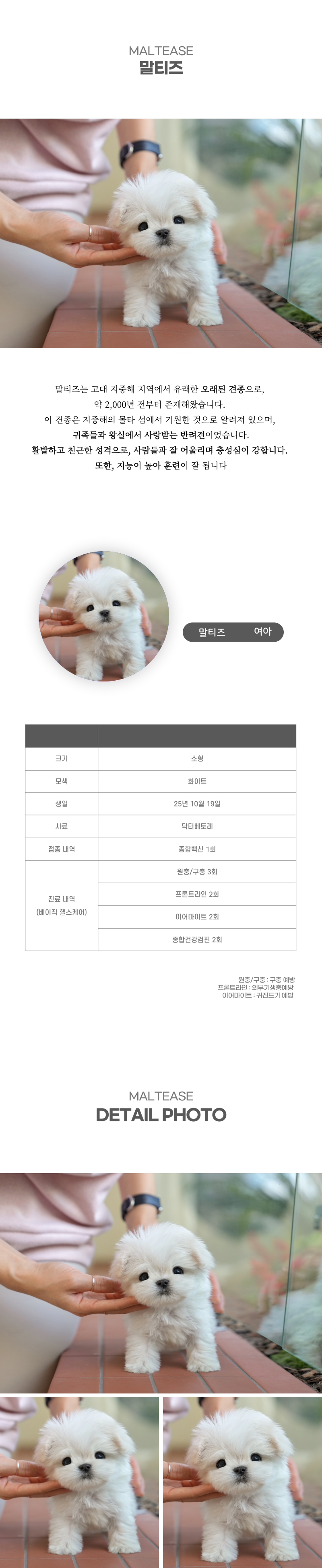 말티즈_상세이미지_2
